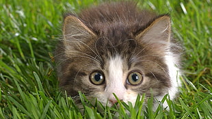 close-up photo of gray cat on grass